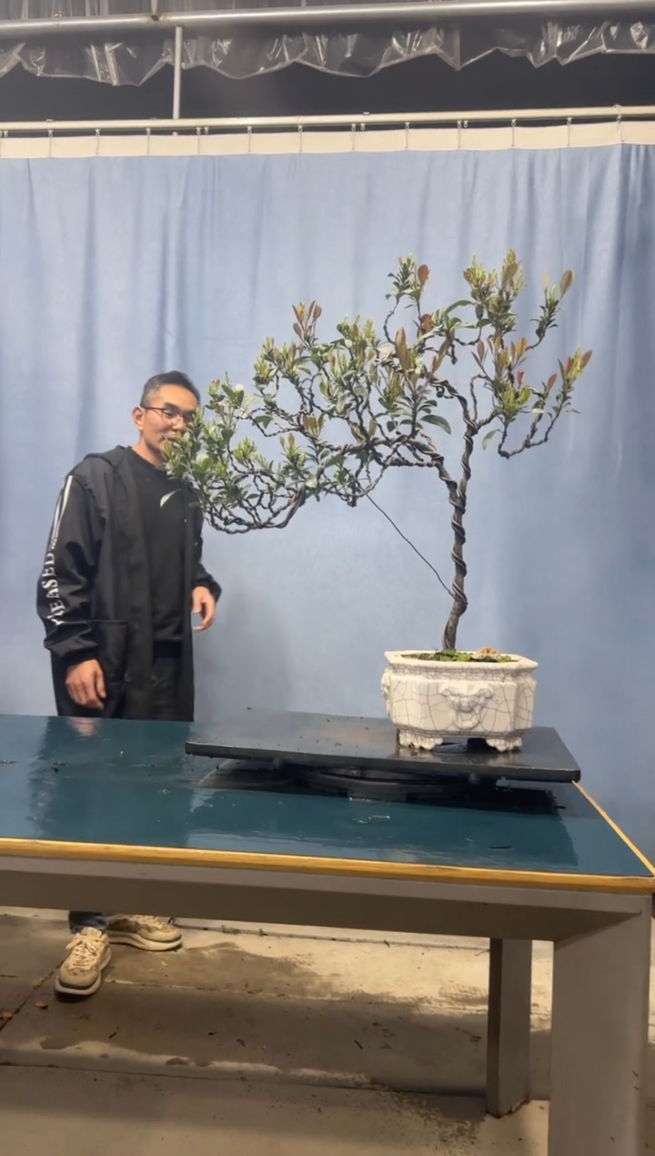 【闪购商品】盆景春花