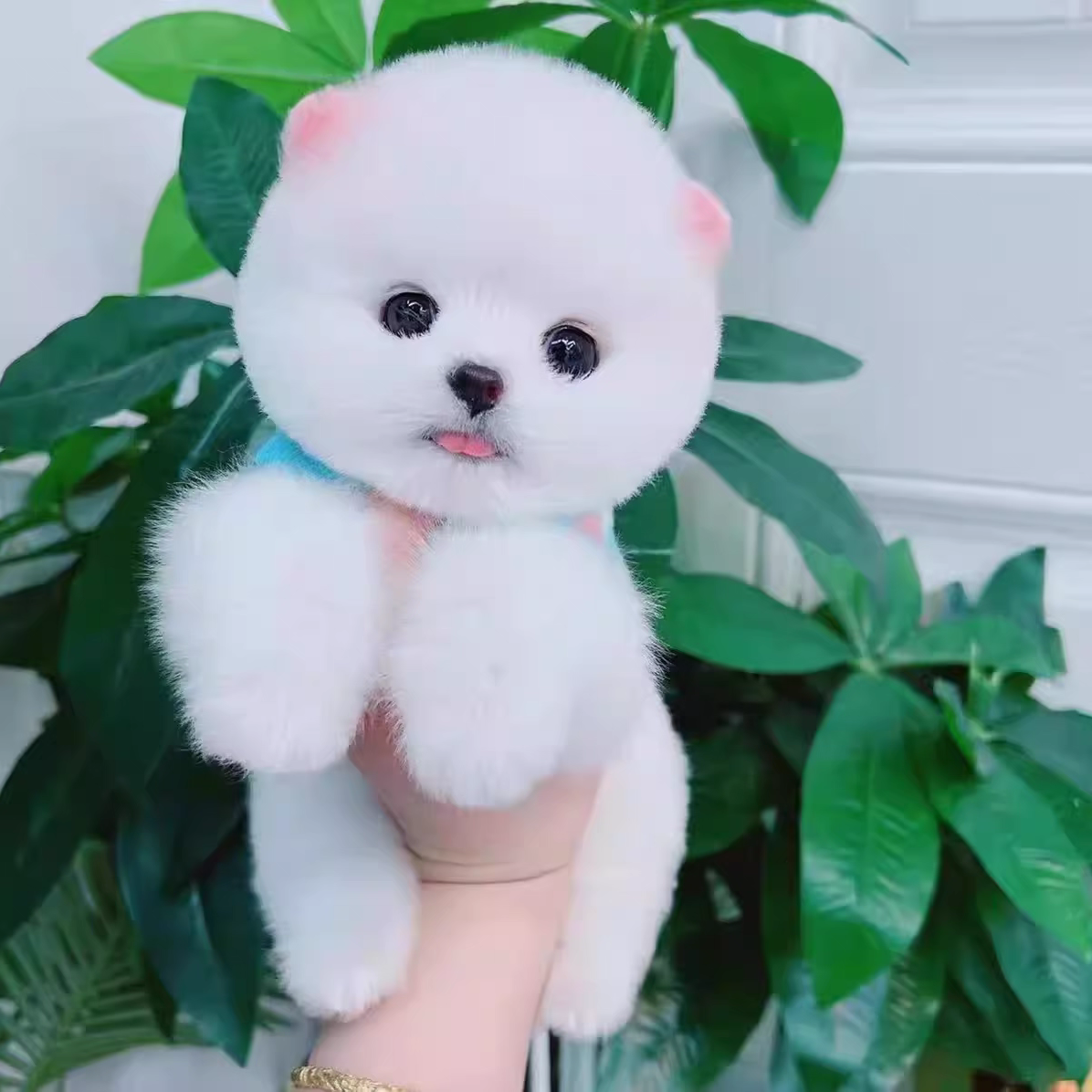 茶杯犬博美幼犬活体