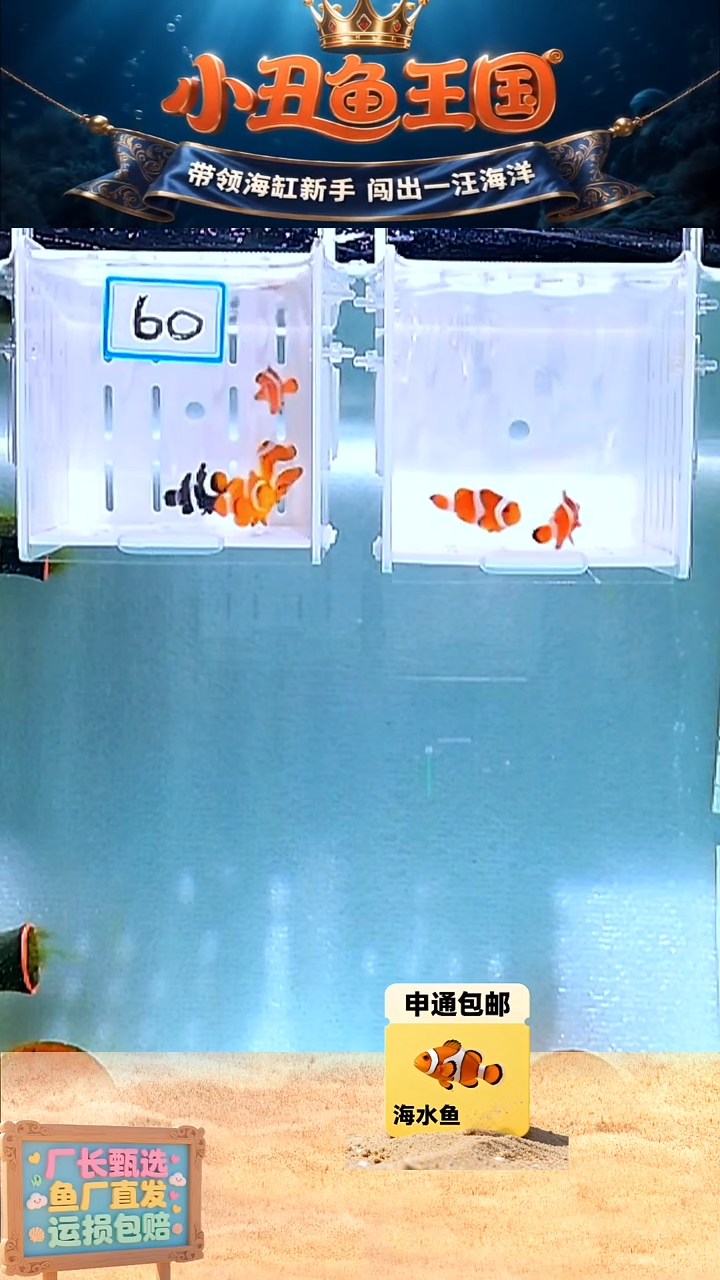 海水鱼3.5-4全品公子一对