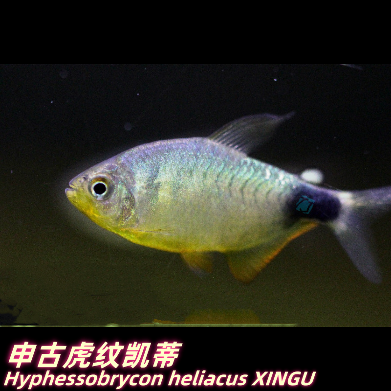 特价款 申古虎纹凯蒂 巴西野采灯鱼 包损/满额包邮@【TJ水族社】