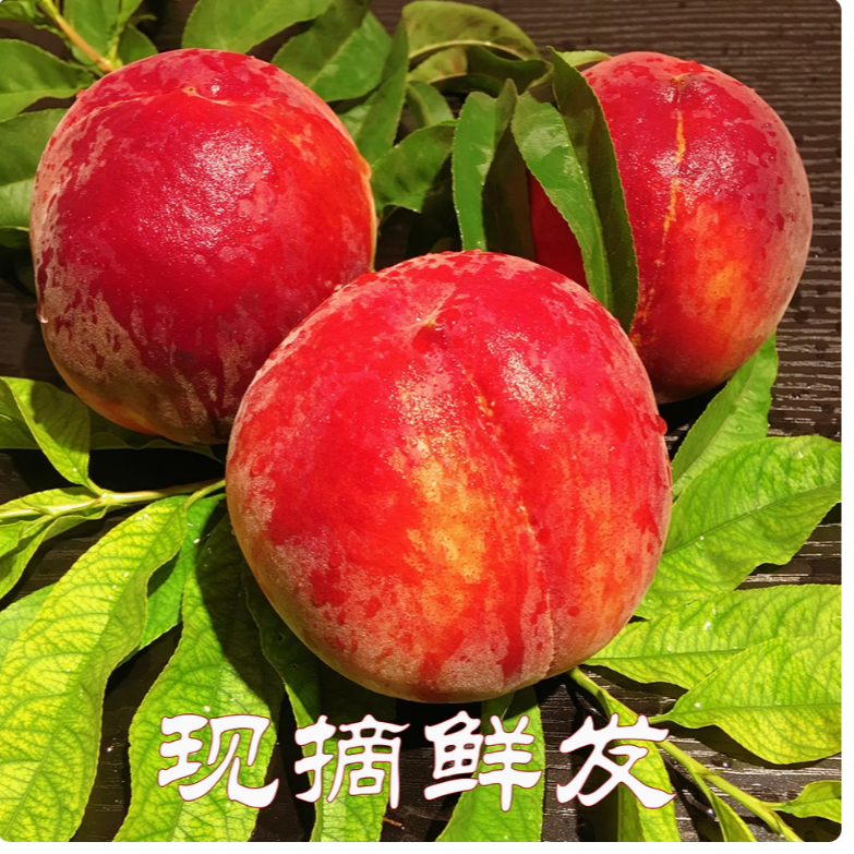 【顺丰包邮 】尝鲜 穆家庄村 露天毛桃  果园现摘现发3斤中果