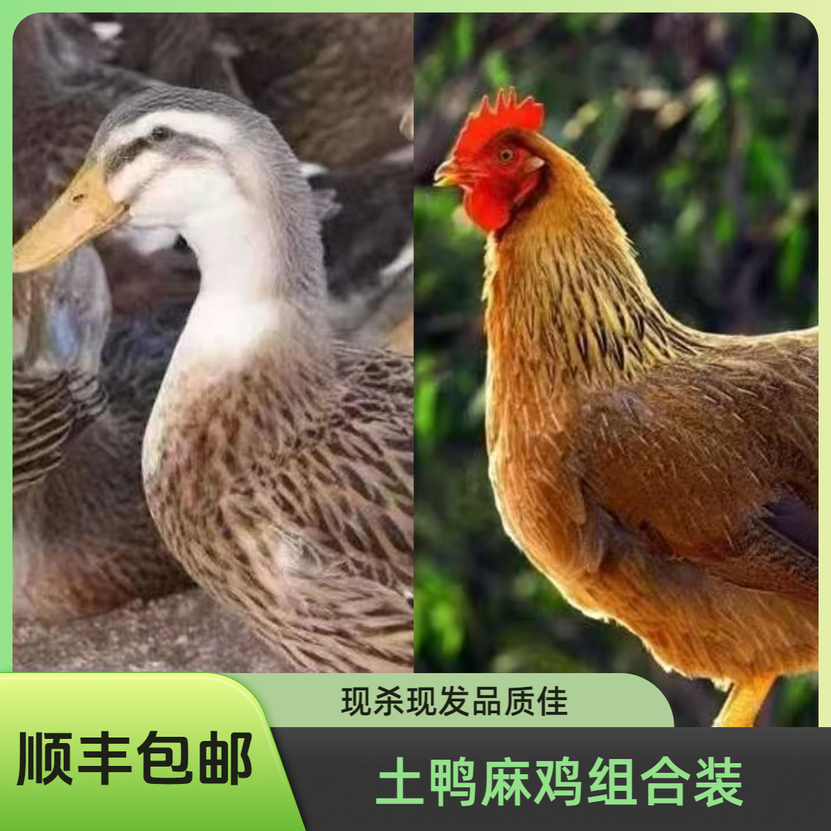 180天3.5斤黄皮土鸭一只+230天2.5斤土麻母鸡一只 净膛 现杀现发