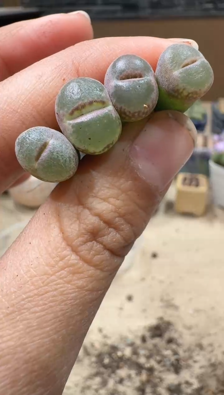 开****x13-89多肉植物肉锥