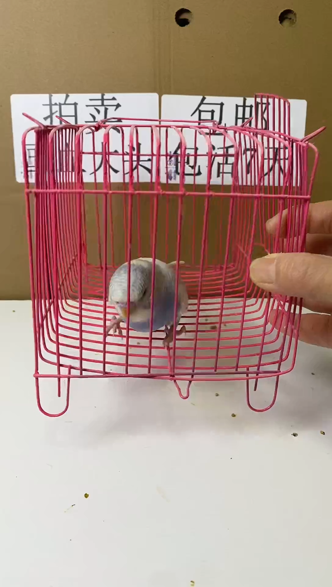 虎皮鹦鹉大头公一只