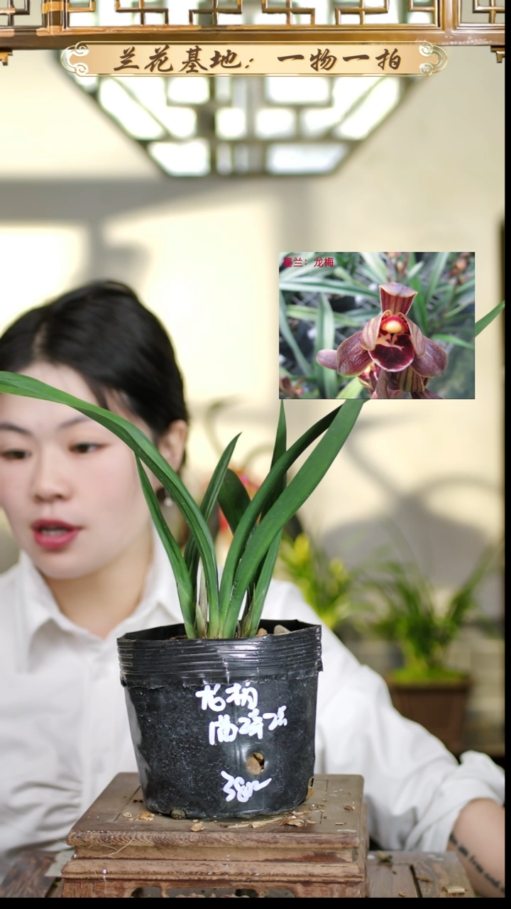 全部花苞龙梅1苗带2花苞