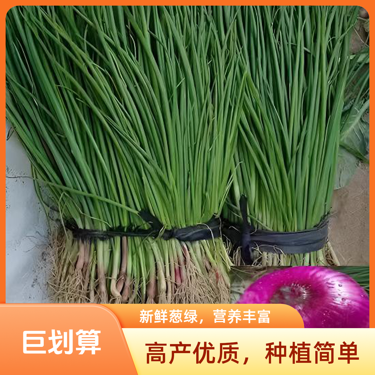 水果洋葱苗紫皮洋葱秧苗红皮洋葱圆葱苗耐寒蔬菜苗盆栽高产易种