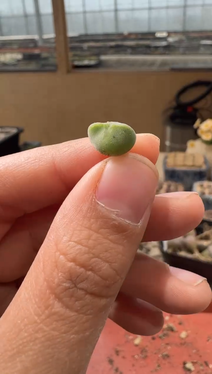 30-133多肉植物肉锥