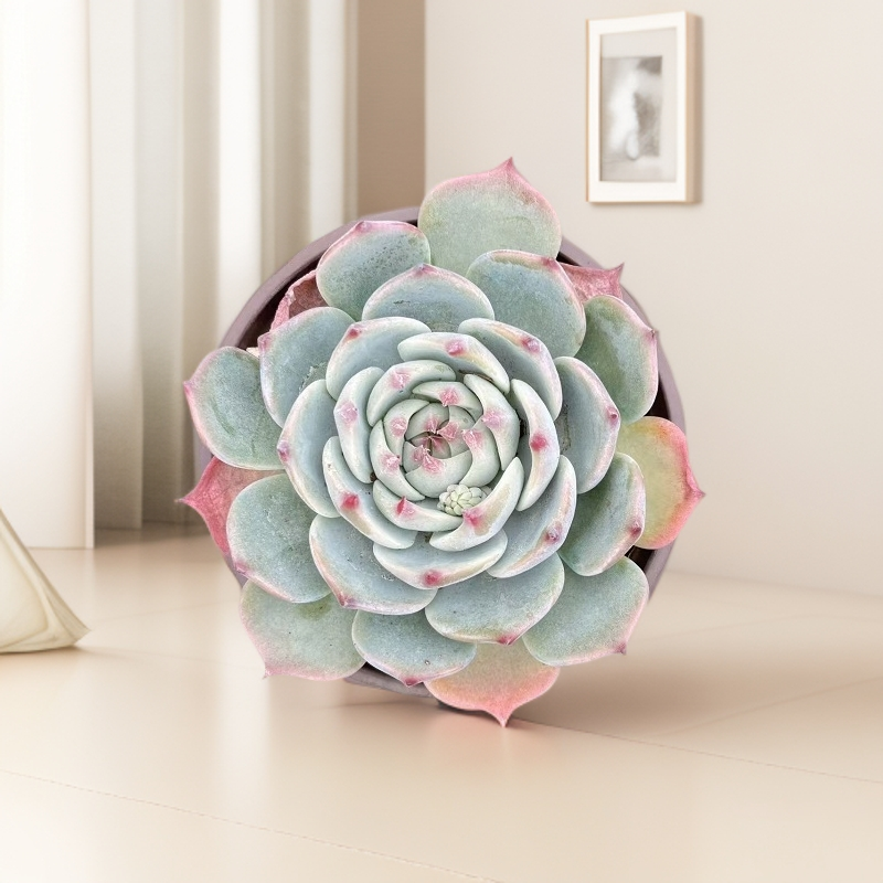 单头吉娃娃多肉植物叶展大适合阳台养殖