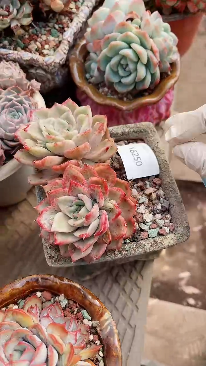 【闪购商品】16250