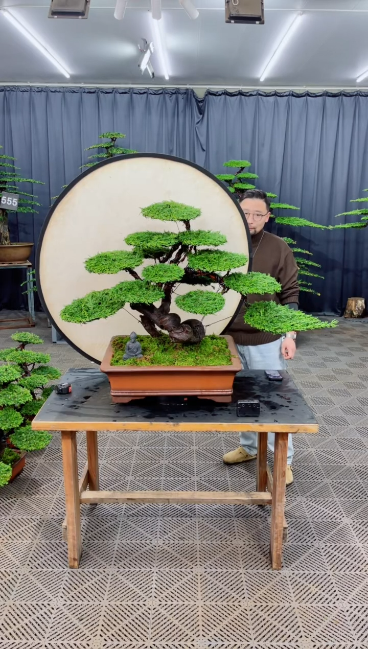 无花朵晚**轻盆景....