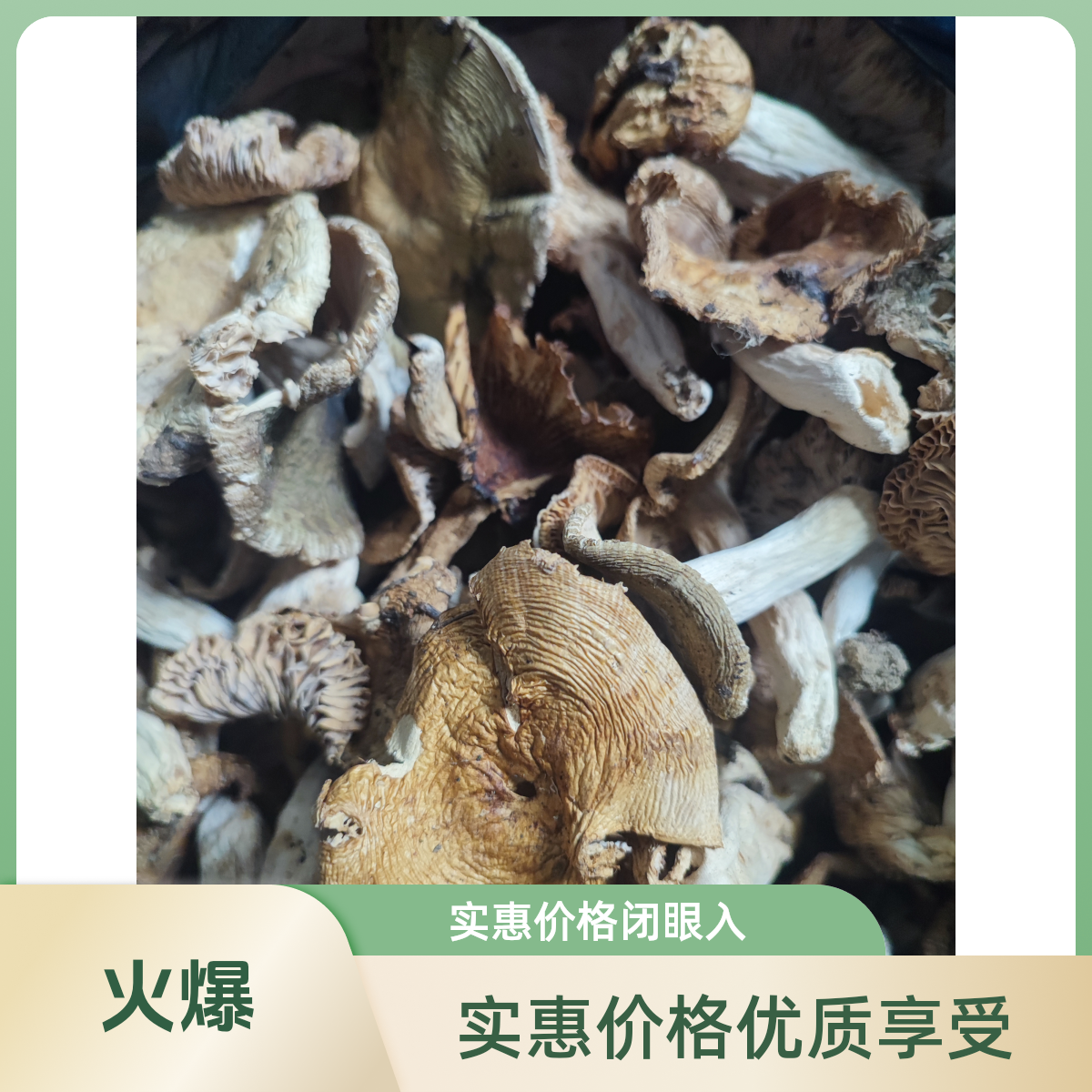 湖南野生杂七杂八干菌子野外自然生长杂菌