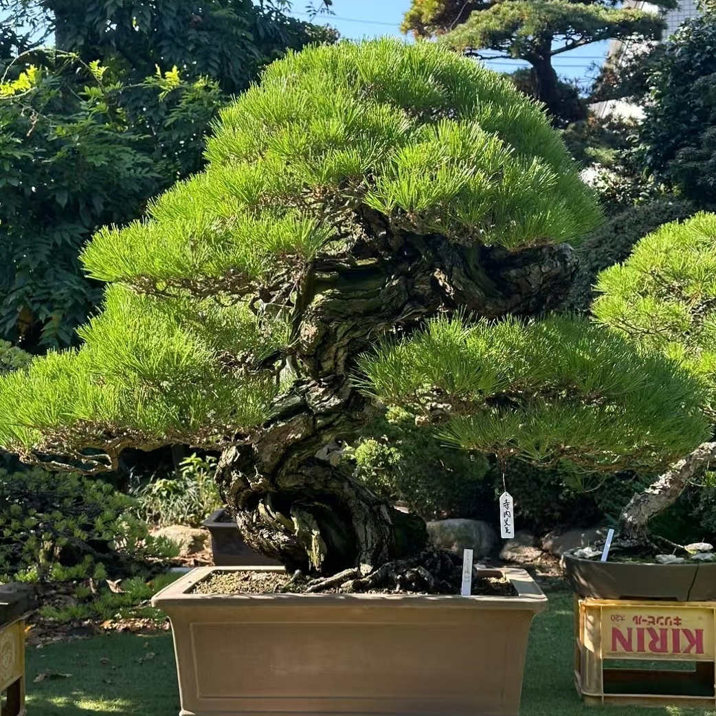 直播专链 新粉福利 先挑后付 黑松 柏类等杂木