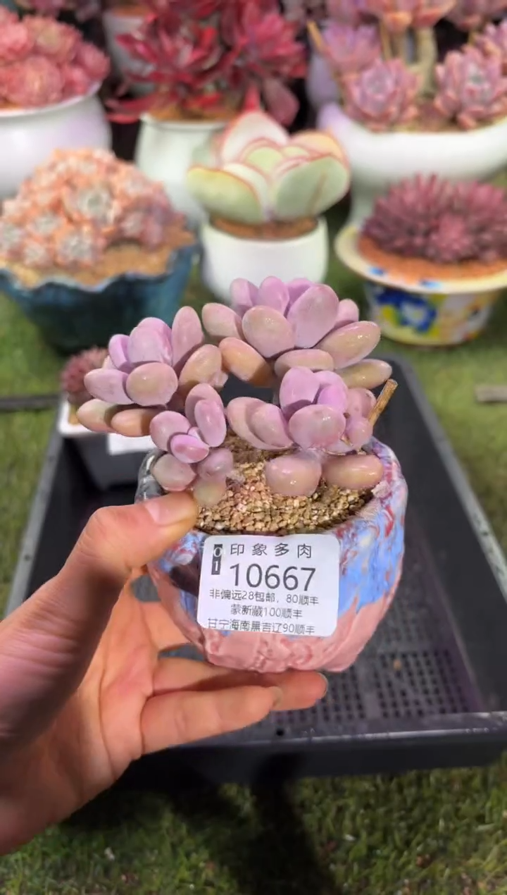 【闪购商品】10667