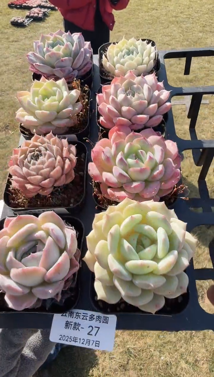东云多肉园新款-27