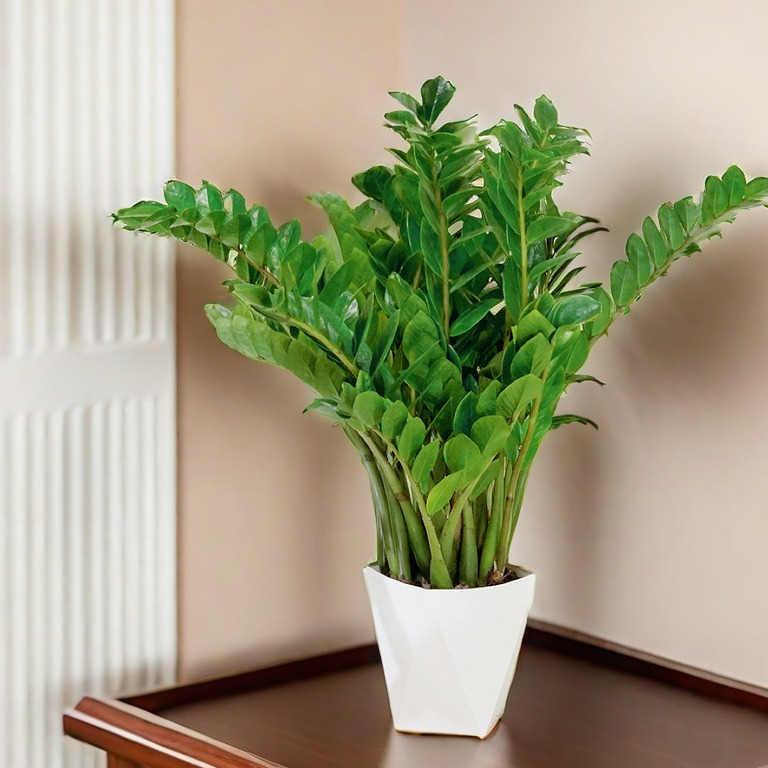 原盆原土【60 - 70cm】金钱树盆栽室内客厅阳台四季常青好养绿植