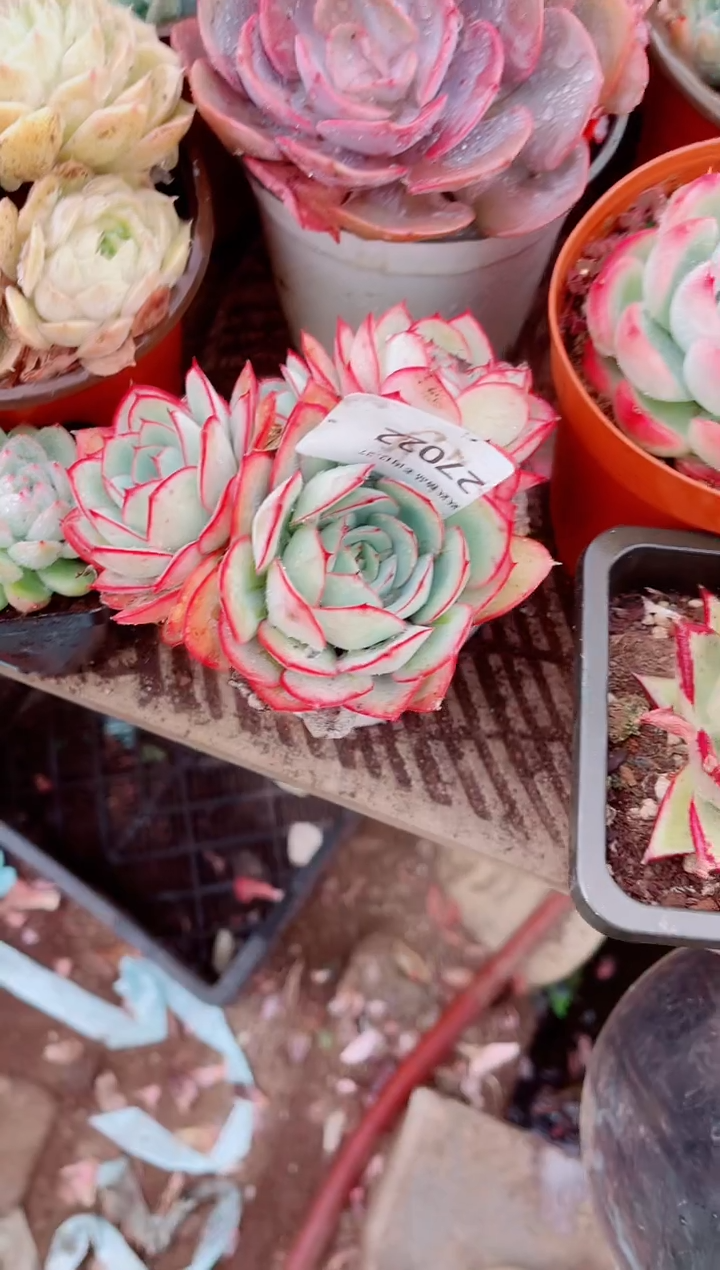 昕*跃跃精品多肉27022