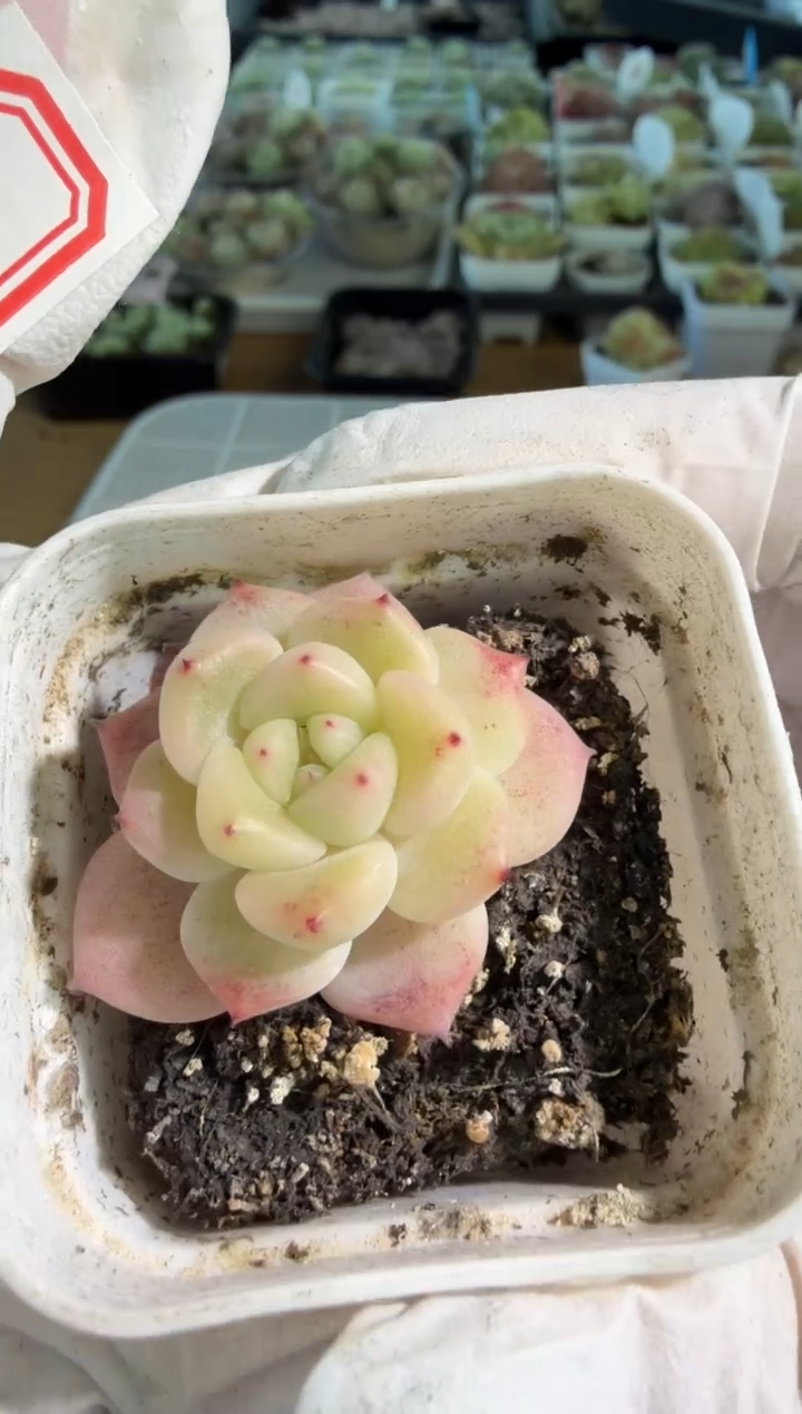 T6五方一盆 单双混 量拍混发