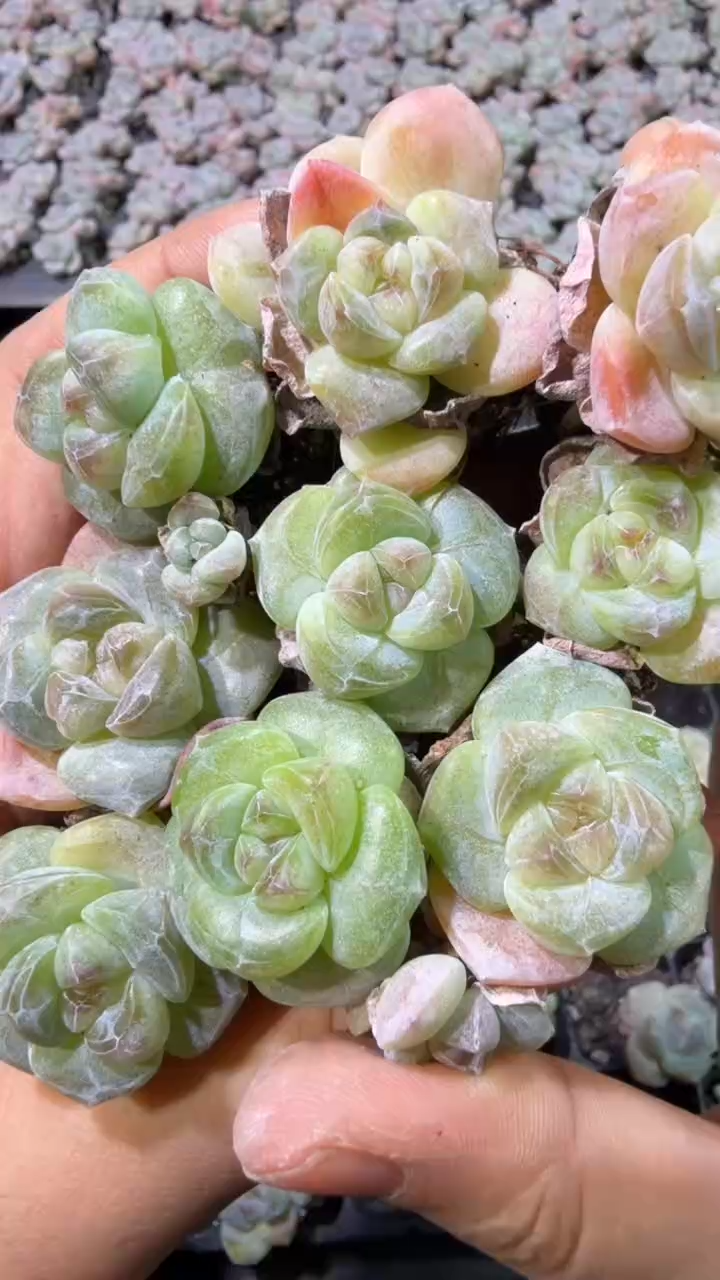 02号珍妮冰玉到手（6）棵-江北多肉