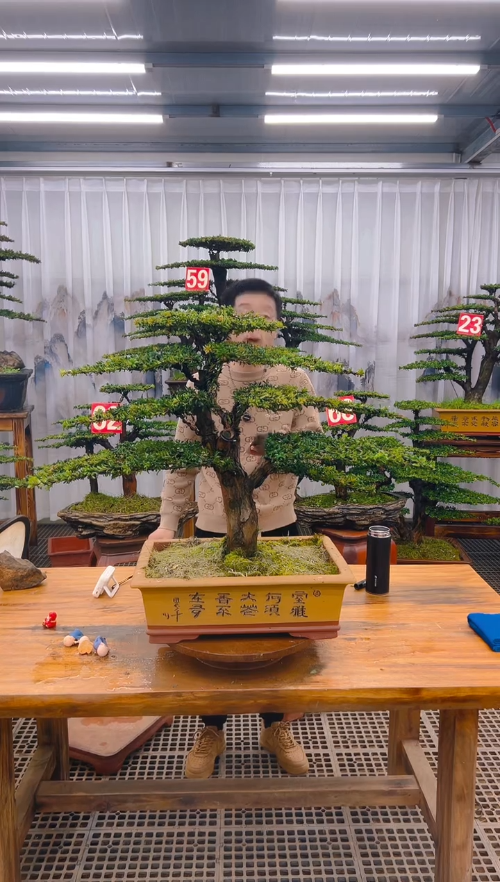 【闪购商品】紫砂精品盆景直播间一物一拍