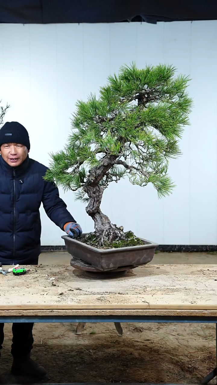 无花朵松树88888