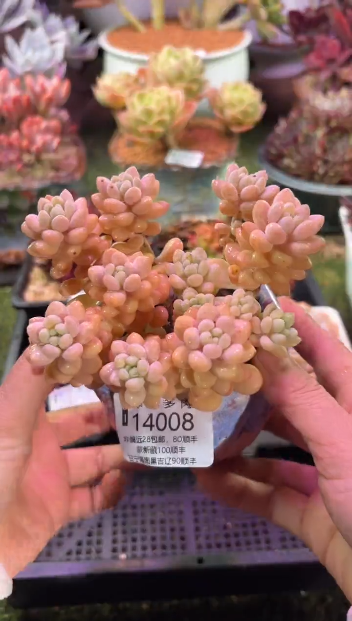 【闪购商品】14008