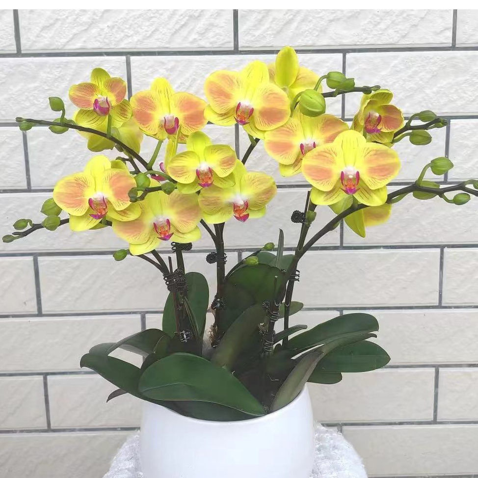 带剑《好吉利》2.8寸杯蝴蝶兰【根少】【任意满两颗包邮发货】