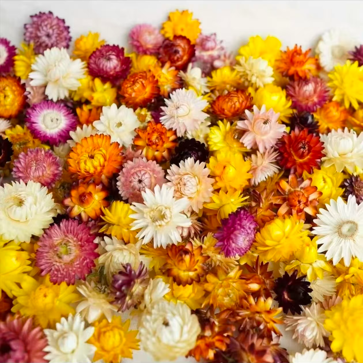 滇小壮认证  高山七彩菊  高原干货特产