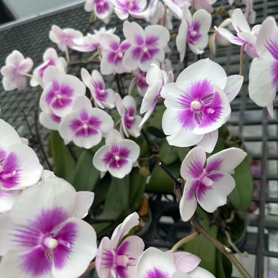 A18【凤凰鸟】高端精品蝴蝶兰室内盆栽/家庭花卉/办公室桌台花