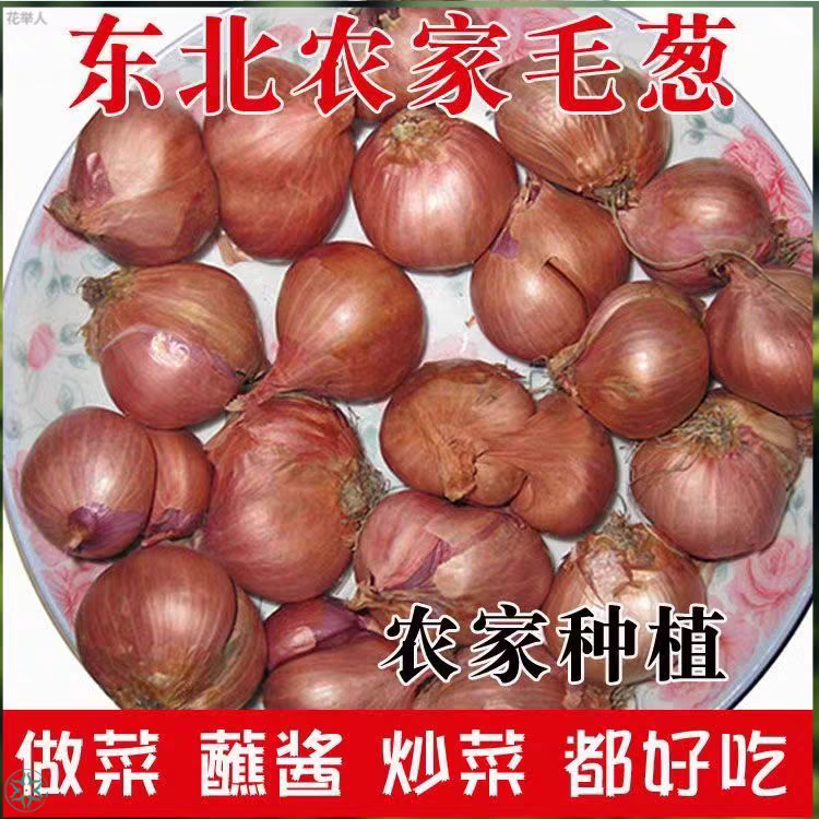 【张书记专属】东北新鲜毛葱鬼子葱火毛葱可用于炸葱油葱酥调味