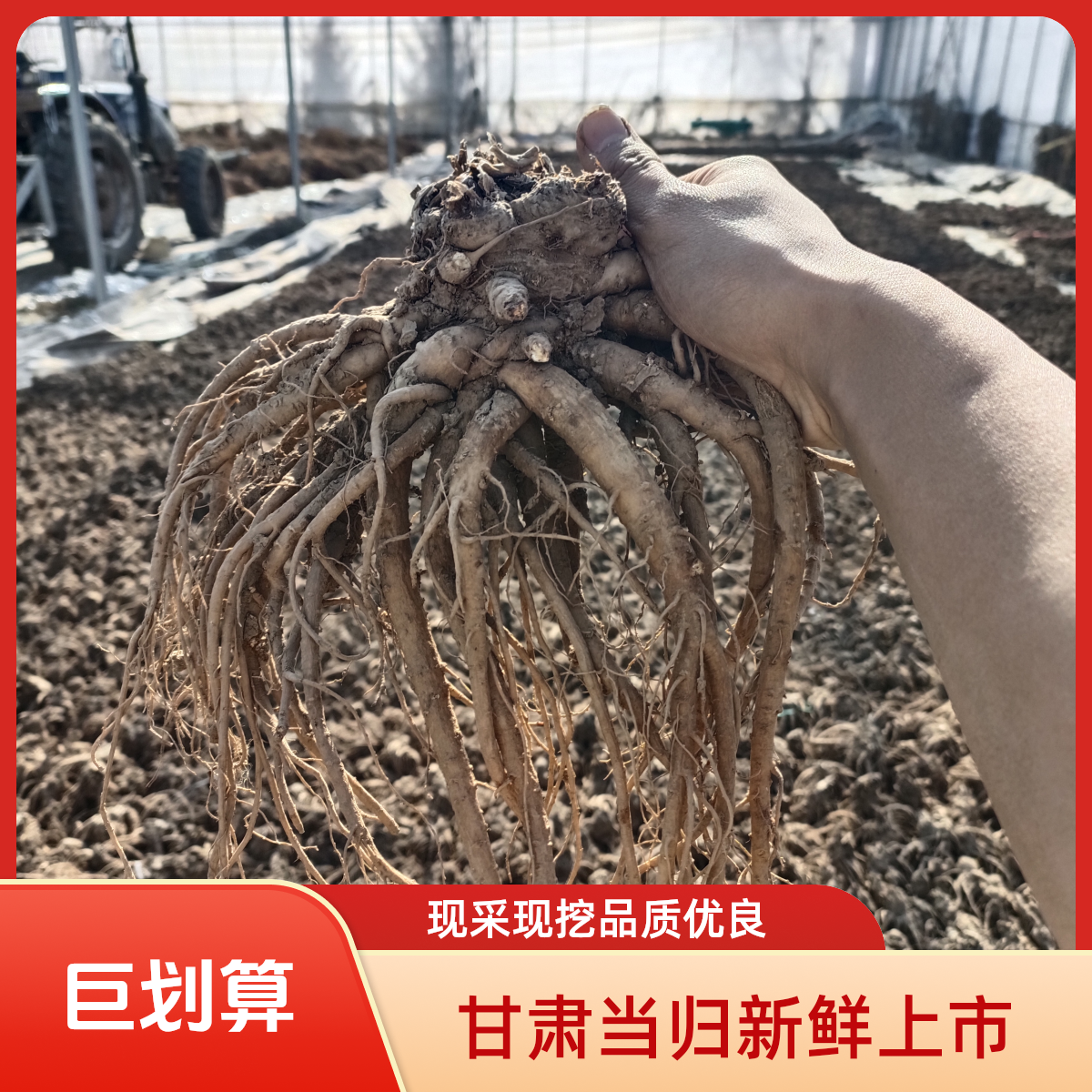 甘肃新鲜带土当归现采现挖可煲汤泡酒