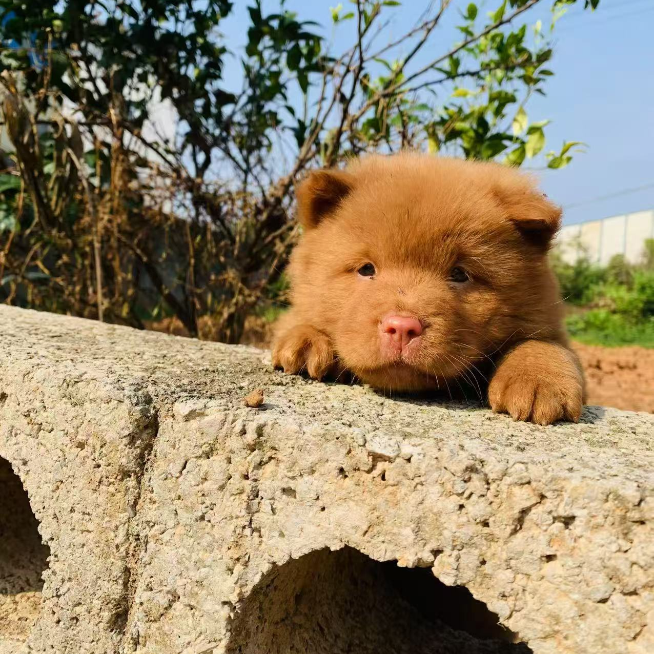 （懂狗弟）T狗狗活体