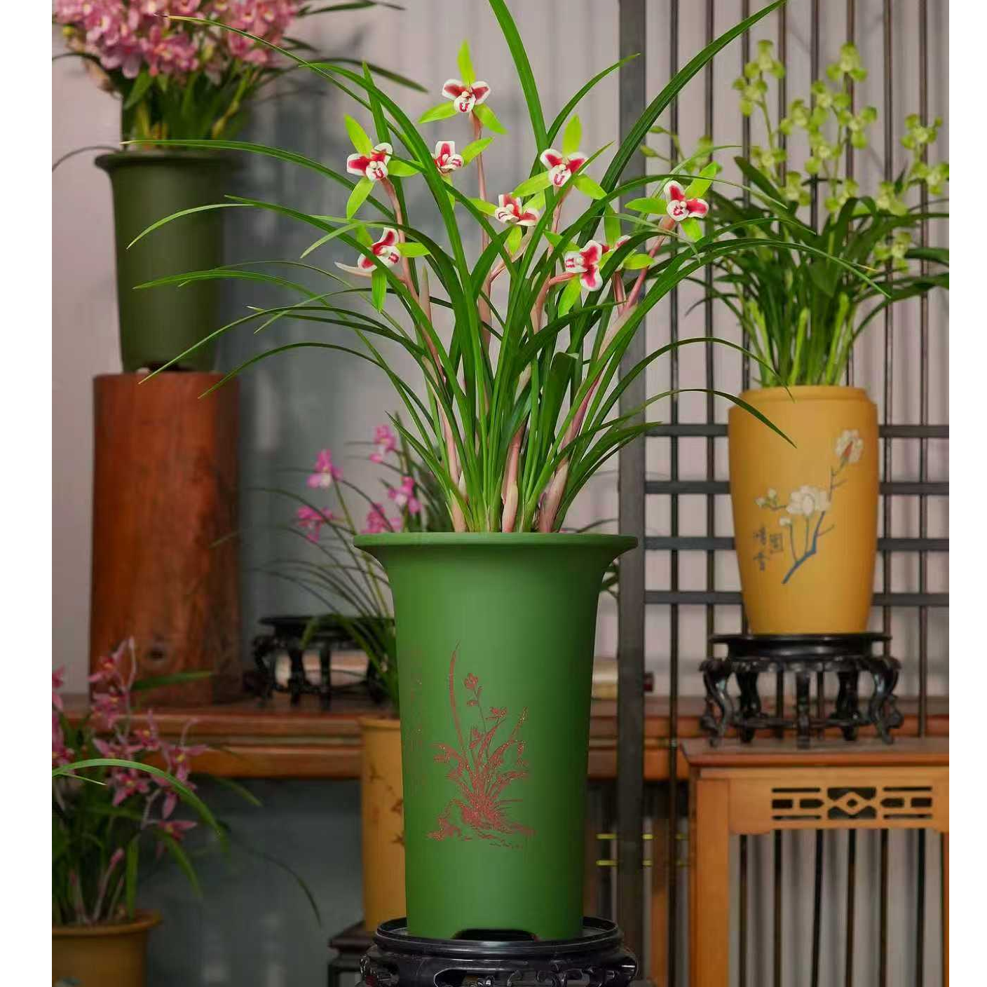 国兰铭品【与龙共舞】带高端民国绿泥紫砂盆花盆兰花室内好养盆栽