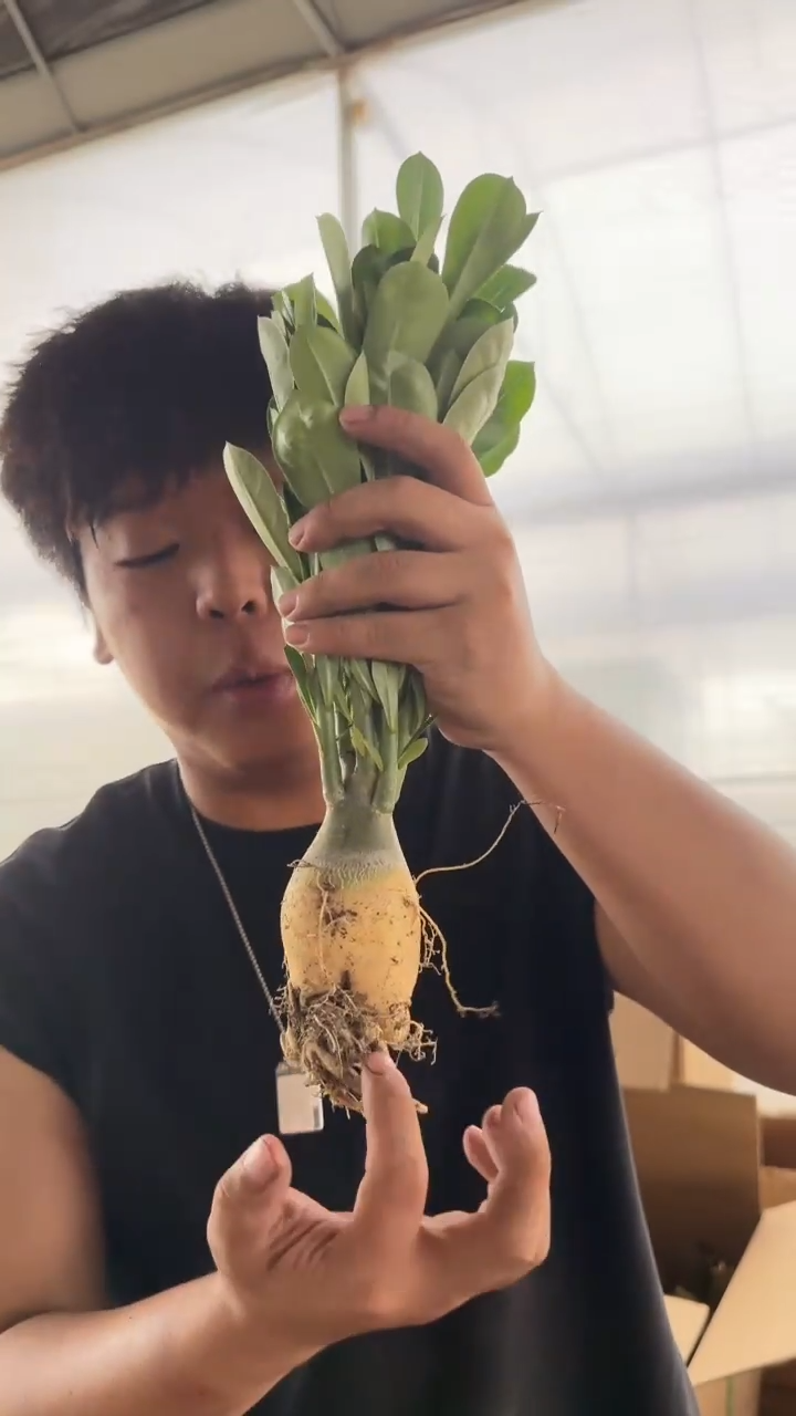 2颗 沙漠玫瑰【带根】