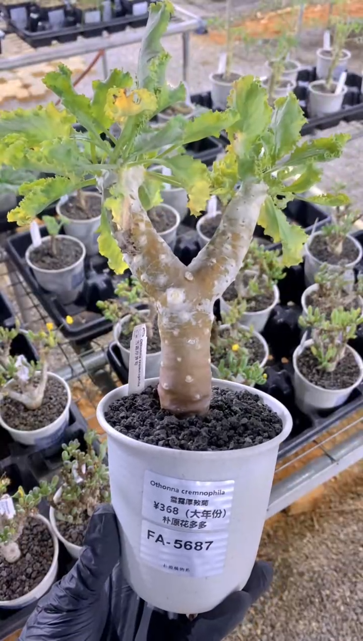 【闪购商品】雪露厚敦菊FA-5687