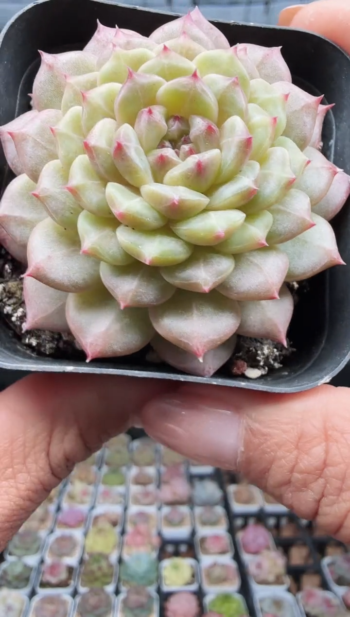 东云多肉园新款-230