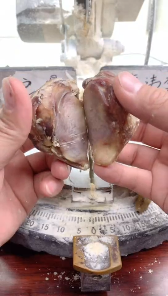 【闪购商品】驼骨把件兵骨              