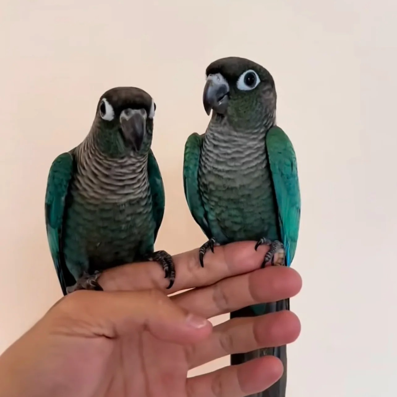 特色小太深莞自提蓝化绿颊黄边凤梨肉桂半毛鹦鹉活体鸟崽广东鹦鹉