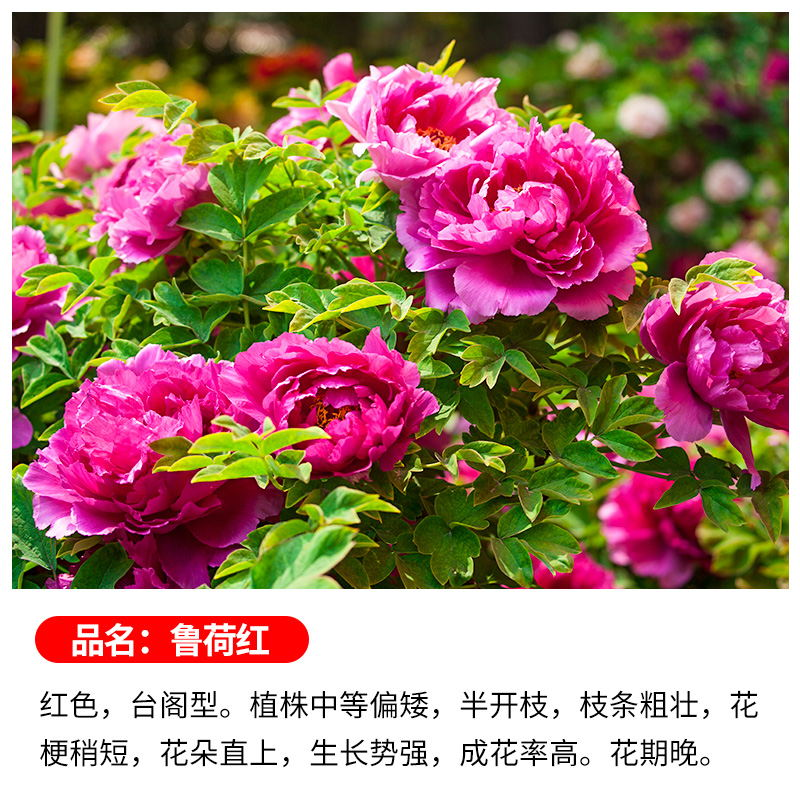 【鲁荷红】牡丹花树苗盆栽大苗洛阳正宗带花苞牡丹花种四季重瓣花卉