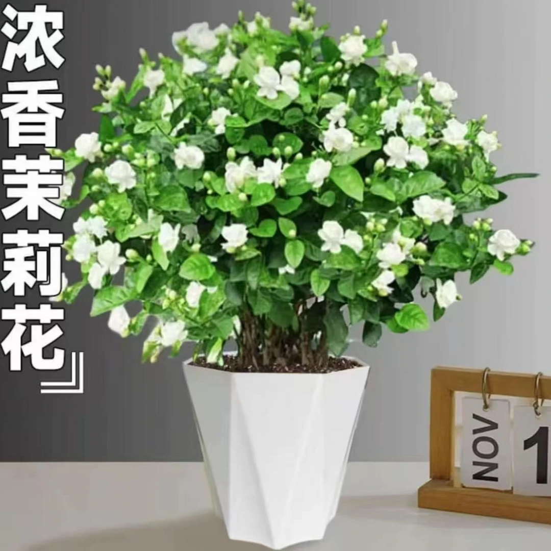 茉莉花盆栽重瓣浓香型花卉绿植室内阳台四季开花不断好养