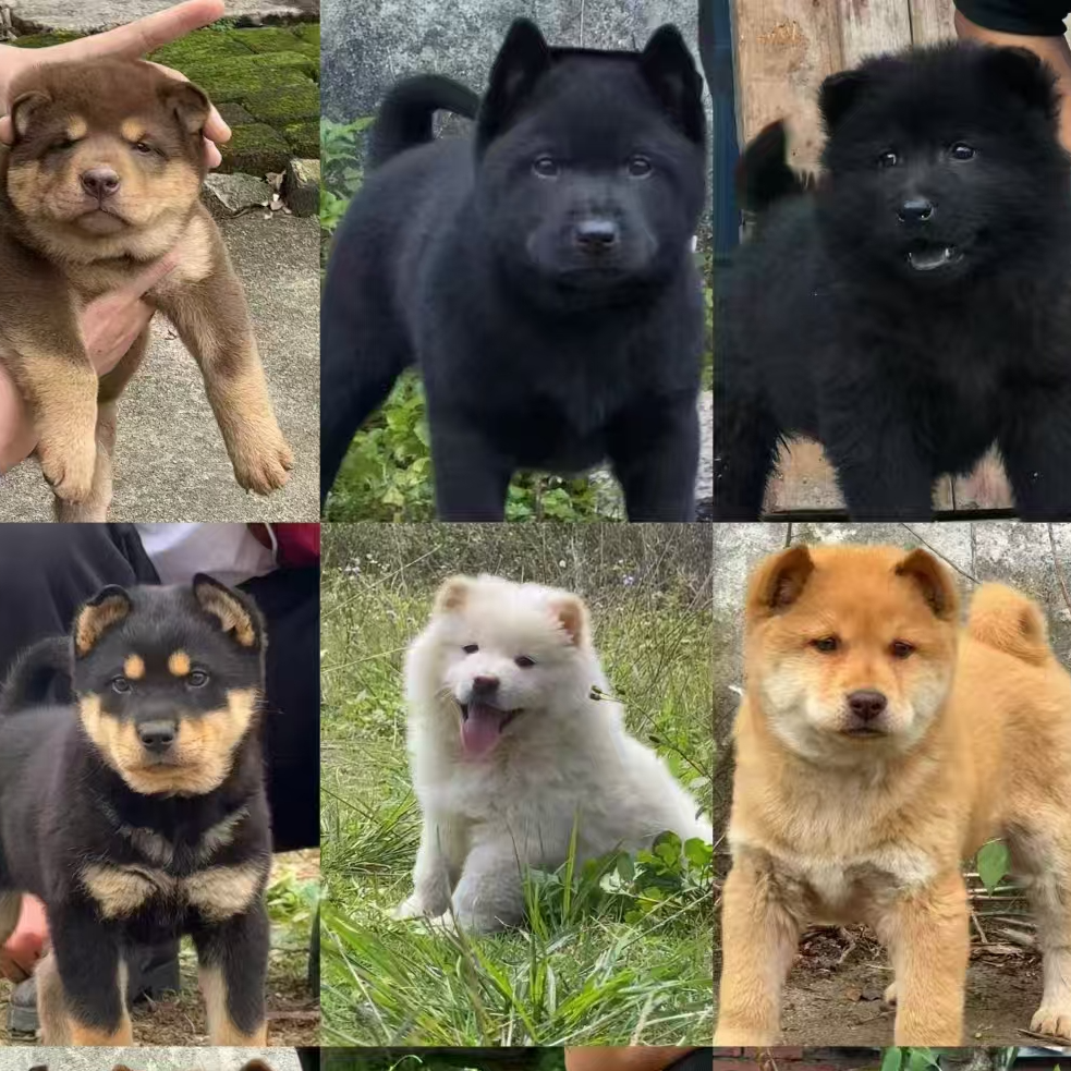 中华田园犬（黄狗白面 土松  虎斑犬 五黑 五红 山牛红等宠物狗）
