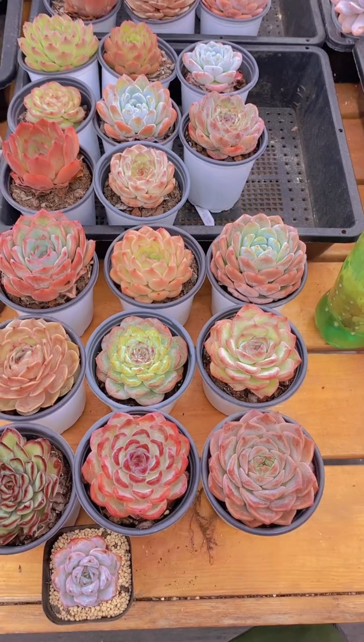  149-度夏新手好物9+1颗（9cm盆）（量拍）