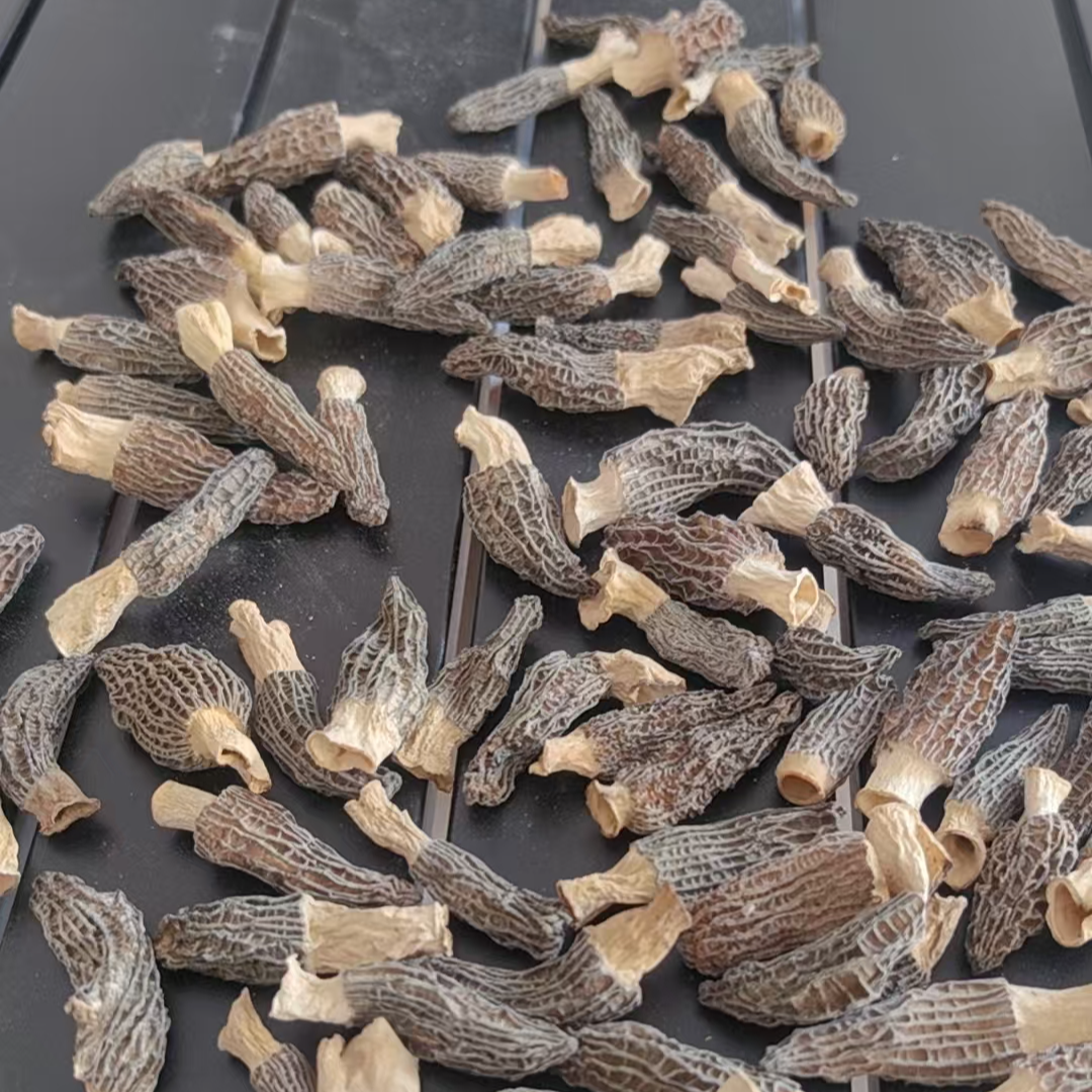尝鲜装小个2-4CM羊肚菌香味足煲汤滋补佳品