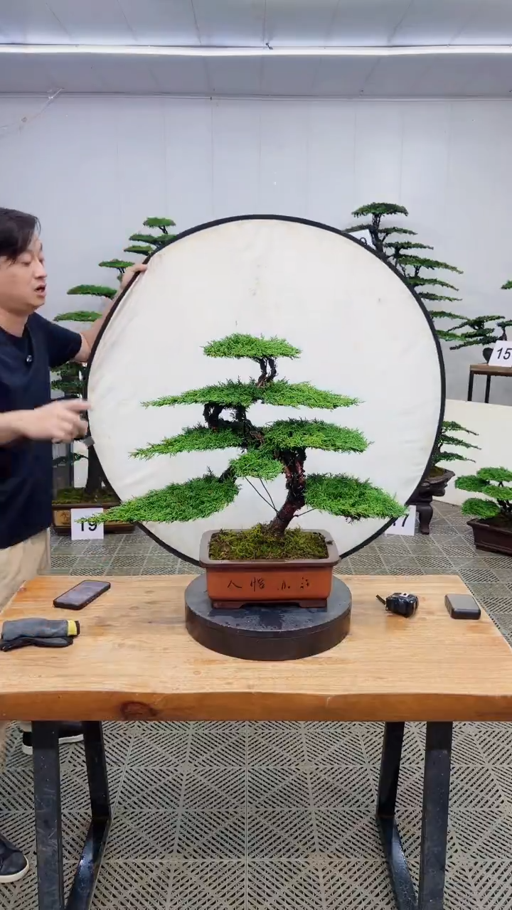 无花朵造型盆景一物一拍