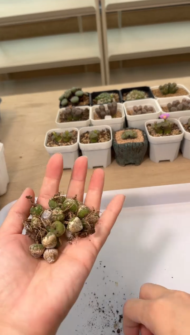 24-4多肉植物肉锥