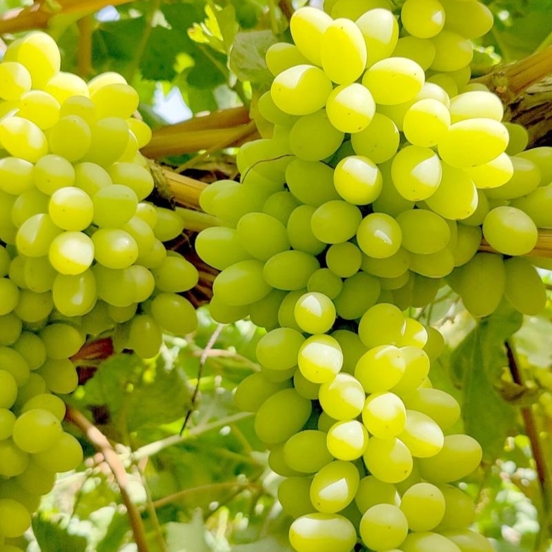 【YG顺丰包邮次日达】新疆吐鲁番 无核白 小蜜蜂葡萄 现摘新疆维吾尔自治区