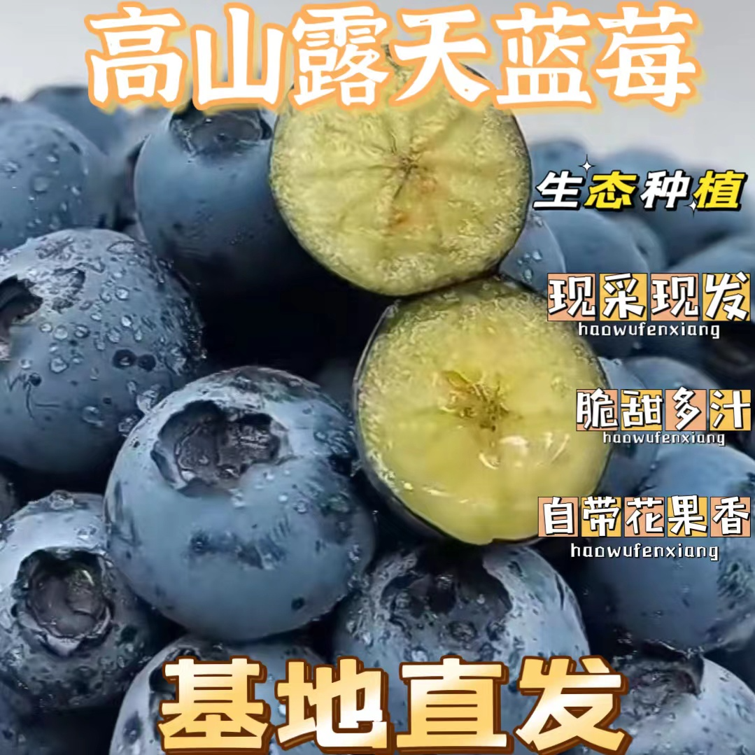 云南高山露天花香蓝莓现采现发（顺丰空运）【遇见专属】