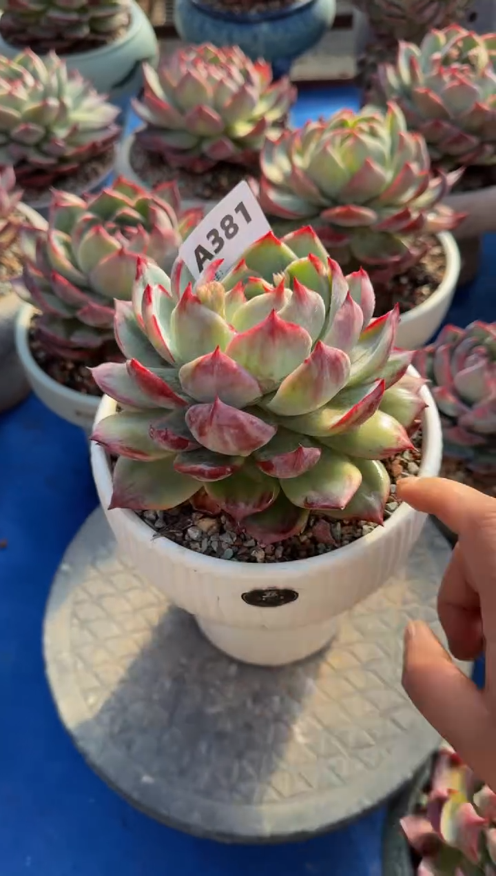 【闪购商品】A381惊鸿仙子（裸根发货）