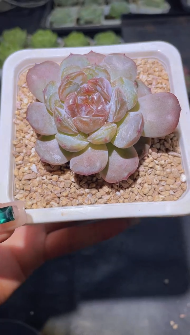 084红恋量拍随机发一颗