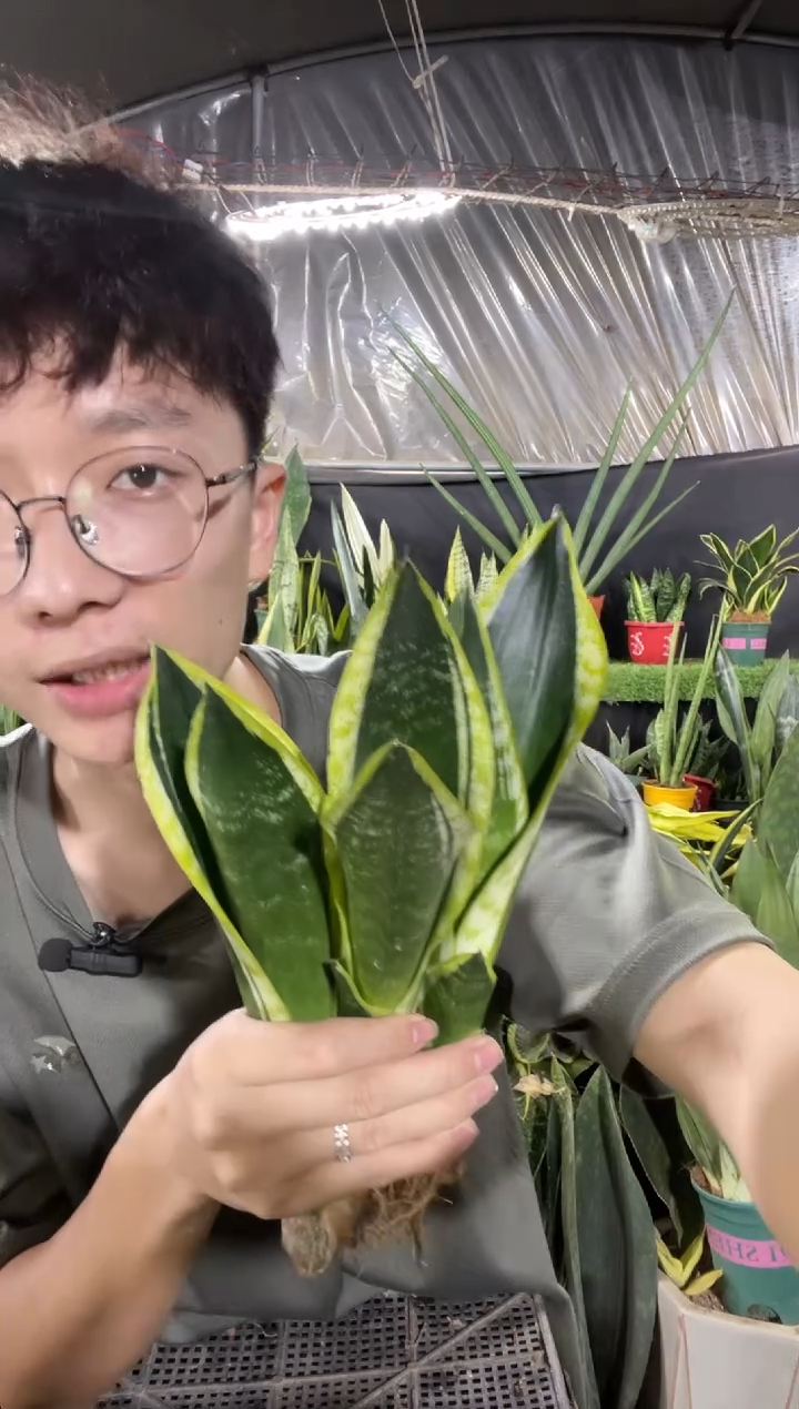 霸王兰3棵9.9裸根