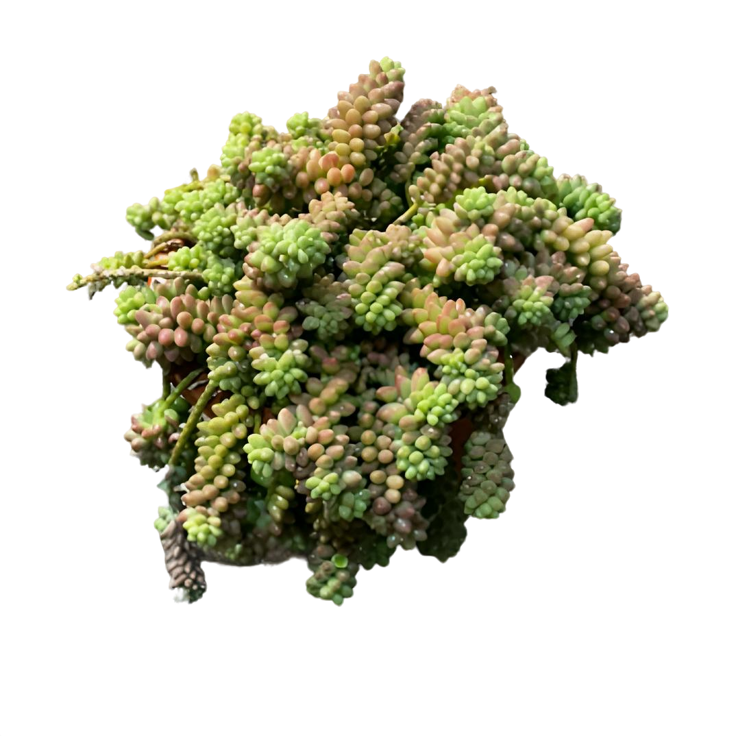 【彩虹玉坠】（散群带盆土发货25cm）好养老桩精品盆栽控养飘枝多肉